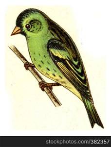 Siskin, vintage engraved illustration. From Deutch Birds of Europe Atlas.