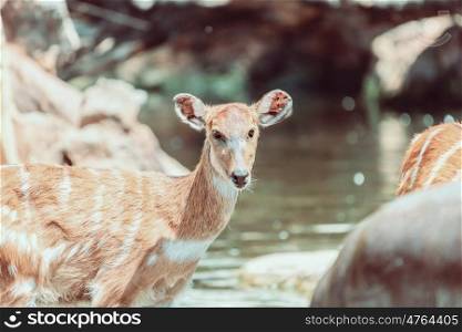 Sitatunga or Marshbuck (Tragelaphus spekii) Antelope In Central Africa
