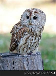 Sitting Barred owl