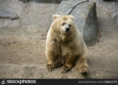 Sitting brown bear among the rocks in nature . Sitting bear