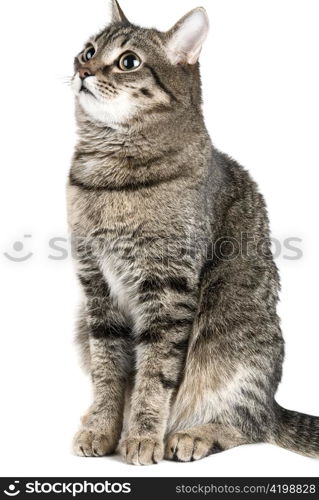 Sitting Cat isolated on white