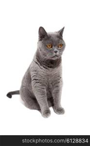 Sitting gray British cat isolated on white background