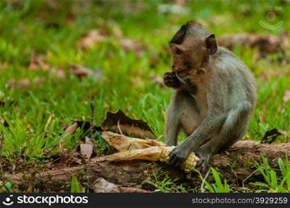 Sitting monkey macaque. Sitting monkey macaque eating at Angkor Wat