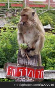 Sitting monkey with green fruit in hands