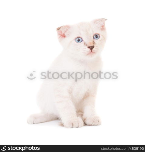 Sitting purebred little cat, kitten isolated on white background. Studio shot