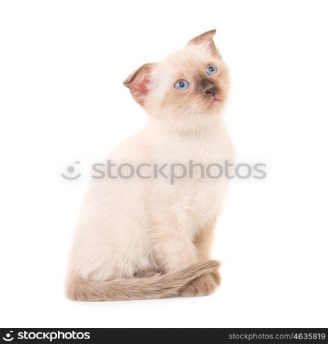 Sitting purebred little cat, kitten isolated on white background. Studio shot