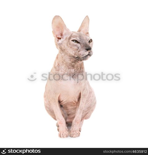 Sitting purebred sphinx cat isolated on white background. Ukrainian levkoy breed