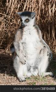 Sitting Ring-tailed lemur Catta