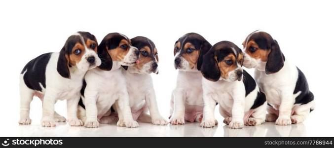 Six beautiful beagle puppies isolated on a white background
