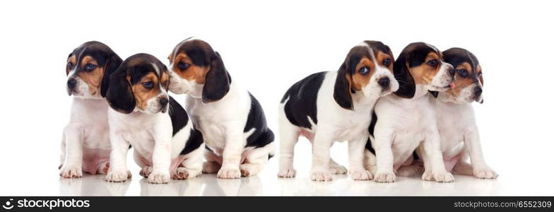 Six beautiful beagle puppies. Six beautiful beagle puppies isolated on a white background