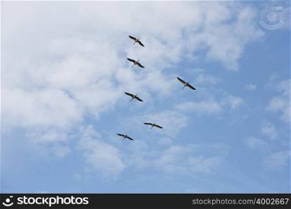 Six birds flying