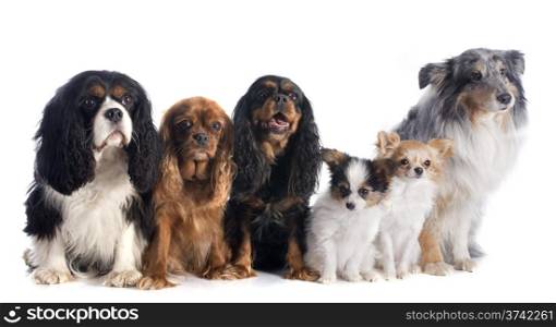 six dogs in front of white background
