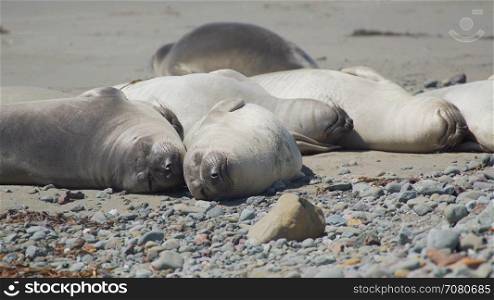 Six elephant seals sleep on the beach near San Simeon California