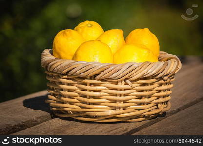 Six freshly picked bright yellow Corsican lemons in a whiker basket sat on a wooden bench in a garden