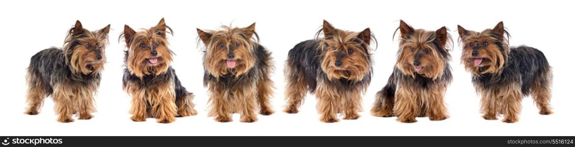 Six small dogs isolated on a over white background