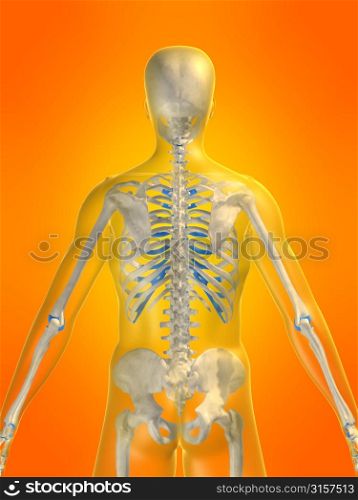 skeletal back