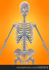 skeletal torso - frontview