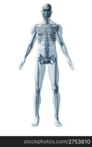 Skeleton human. The abstract image of human anatomy through a translucent surface