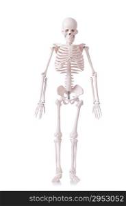 Skeleton isolated on the white