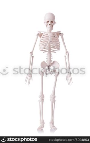 Skeleton isolated on the white