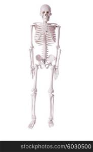Skeleton isolated on the white background
