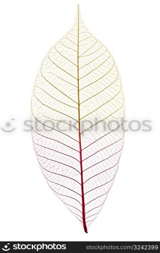 Skeleton leaf