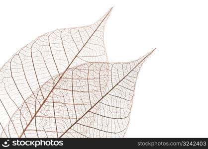 Skeleton leaves