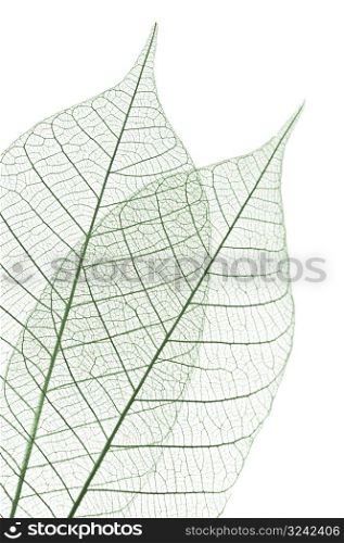 Skeleton leaves