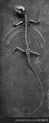 Skeleton of a flying lizard, vintage engraved illustration. From the Universe and Humanity, 1910.