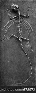 Skeleton of a flying lizard, vintage engraved illustration. From the Universe and Humanity, 1910.