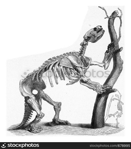Skeleton of a giant lazy prehistoric times compared to the skeleton of a modern lazy, vintage engraved illustration. From the Universe and Humanity, 1910.