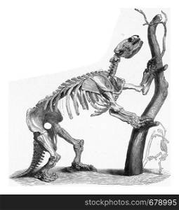 Skeleton of a giant lazy prehistoric times compared to the skeleton of a modern lazy, vintage engraved illustration. From the Universe and Humanity, 1910.