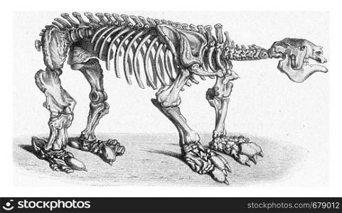 Skeleton of a sluggish giant of the later Tertiary period of South America, vintage engraved illustration. From the Universe and Humanity, 1910.