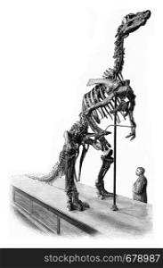 Skeleton of an Iguanodon from Bernissart, vintage engraved illustration. From the Universe and Humanity, 1910.