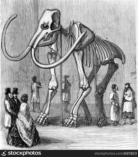 Skeleton of Siberian Mammoth, preserve at the museum of Saint Petersburg, vintage engraved illustration. From Zoology Elements from Paul Gervais.