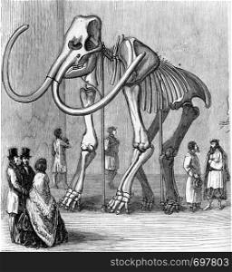 Skeleton of Siberian Mammoth, preserve at the museum of Saint Petersburg, vintage engraved illustration. From Zoology Elements from Paul Gervais.