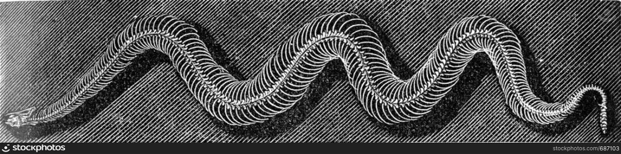 Skeleton of the grass snake, vintage engraved illustration. From Deutch Vogel Teaching in Zoology.