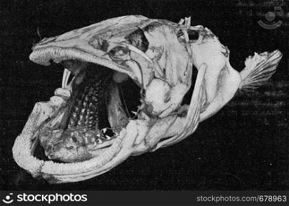 Skeleton of the head with branchial ares of a bony fish, vintage engraved illustration. From the Universe and Humanity, 1910.