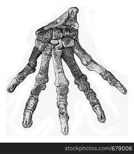 Skeletons of the hand of primitive carnivores of the tertiary era, vintage engraved illustration. From the Universe and Humanity, 1910.