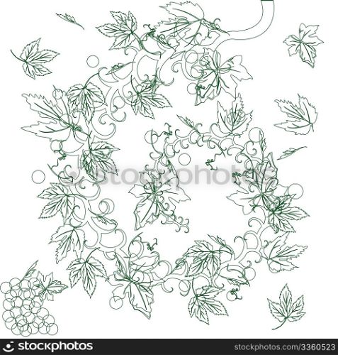 Sketch with wine leaves and grapes