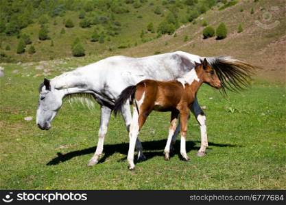 Skewbald foal and grey horse