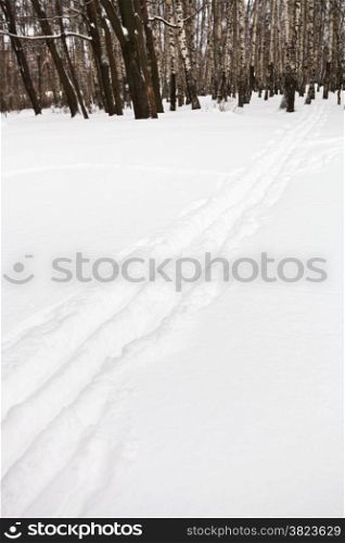 ski runs on the edge of birch forest in winter