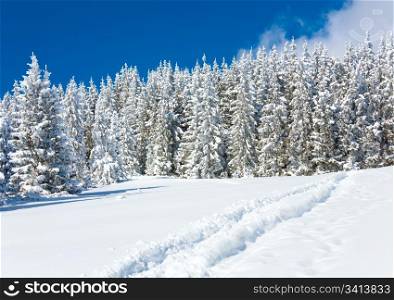 Ski trace on snow surface and winter fir forest behind.