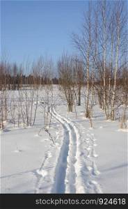 Ski track between small birch trees at forest edge, sunny winter day