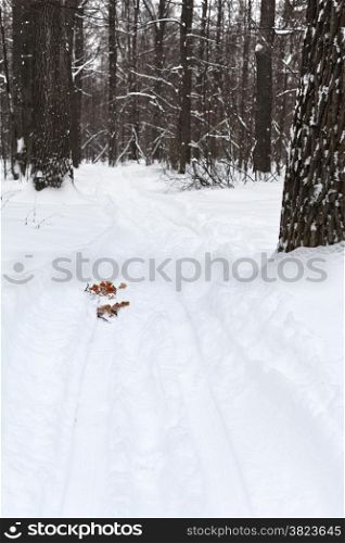 ski track in snowbound forest in winter