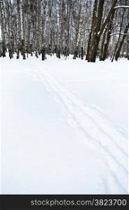 ski tracks on the edge of birch forest in winter