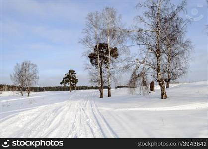 Ski trail and birch trees on a ski slope, sunny winter day