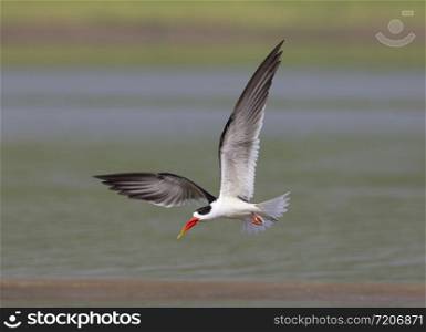Skimmer in Flight, Tern-like birds in the family Laridae. Chambal River, Rajasthan, India