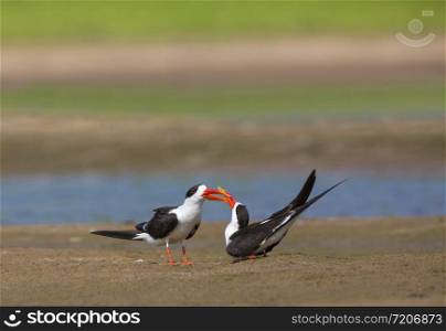 Skimmers Courtship, Tern-like birds in the family Laridae. Chambal River, Rajasthan, India