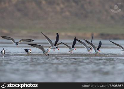Skimmers in Flight, Tern-like birds in the family Laridae. Chambal River, Rajasthan, India
